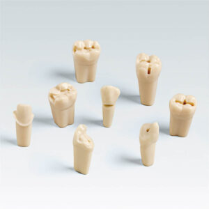 Dientes con Preparaciones ADYSA